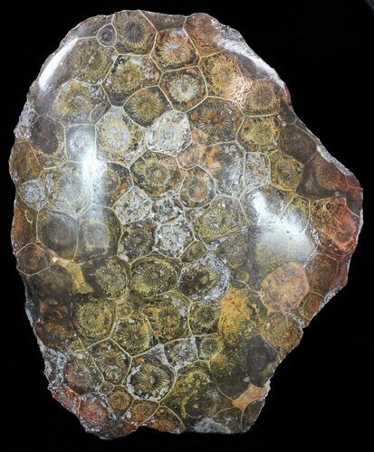 Polished Fossil Coral Head - Morocco #60026